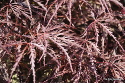 Acer palmatum dissectum 'Garnet' — photo 2